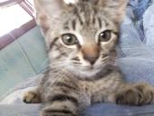 gigilo's Avatar