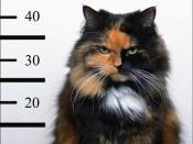 criminalcat's Avatar