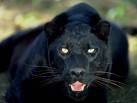 Panter Hitam's Avatar